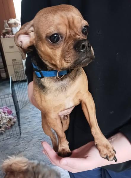 Buddy, Young Male Chihuahua