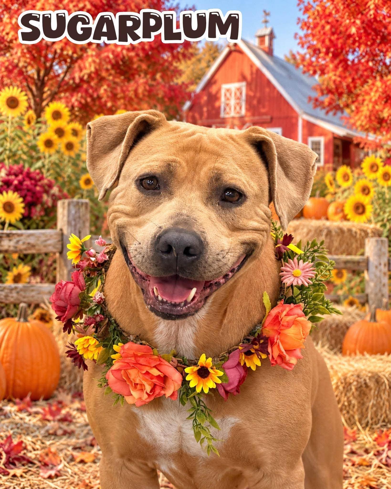 Sugarplum, Adopted, Adult Female Mixed Breed.