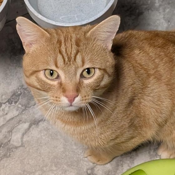 Enlarge Julius, a ADOPTABLE Domestic Short Hair in Reisterstown, MD image 4/4