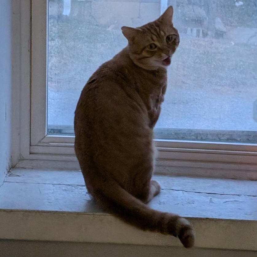 Enlarge Julius, a ADOPTABLE Domestic Short Hair in Reisterstown, MD image 2/4