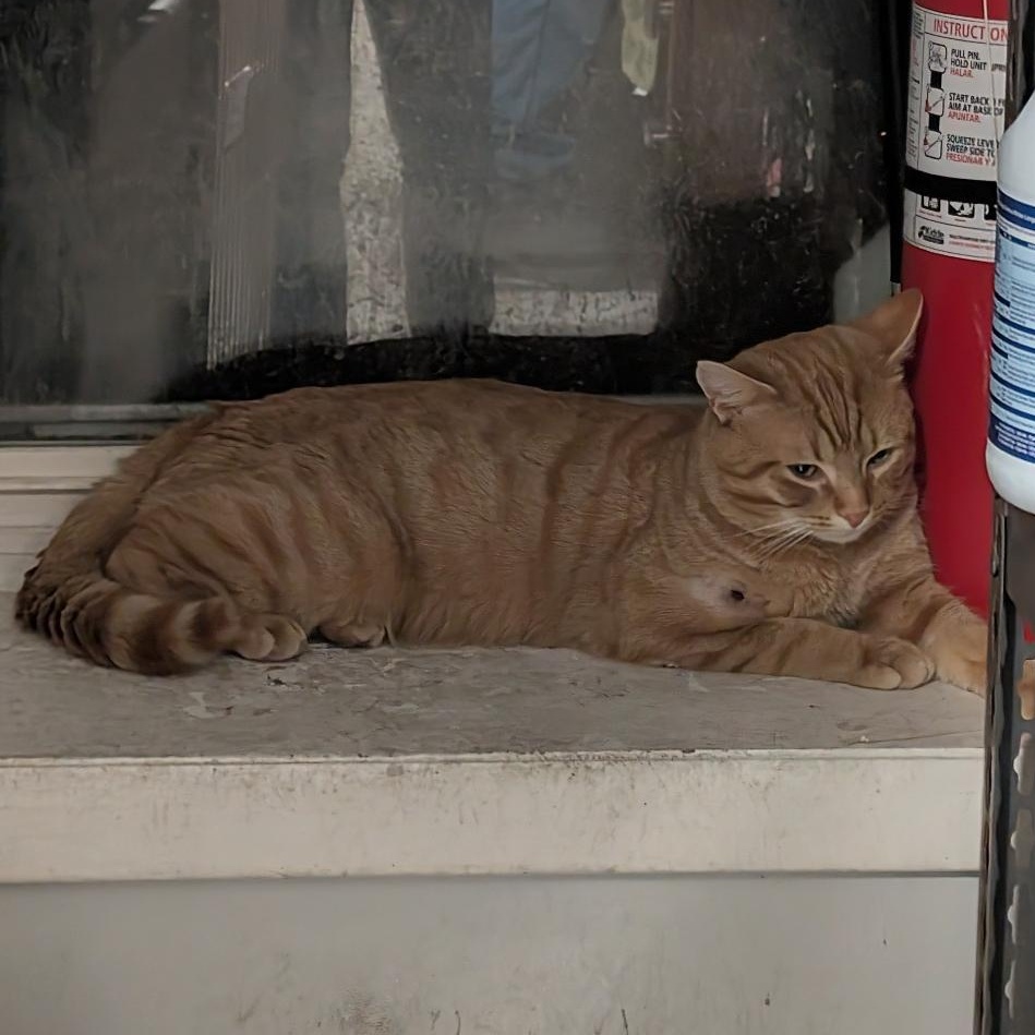 Enlarge Julius, a ADOPTABLE Domestic Short Hair in Reisterstown, MD image 3/4