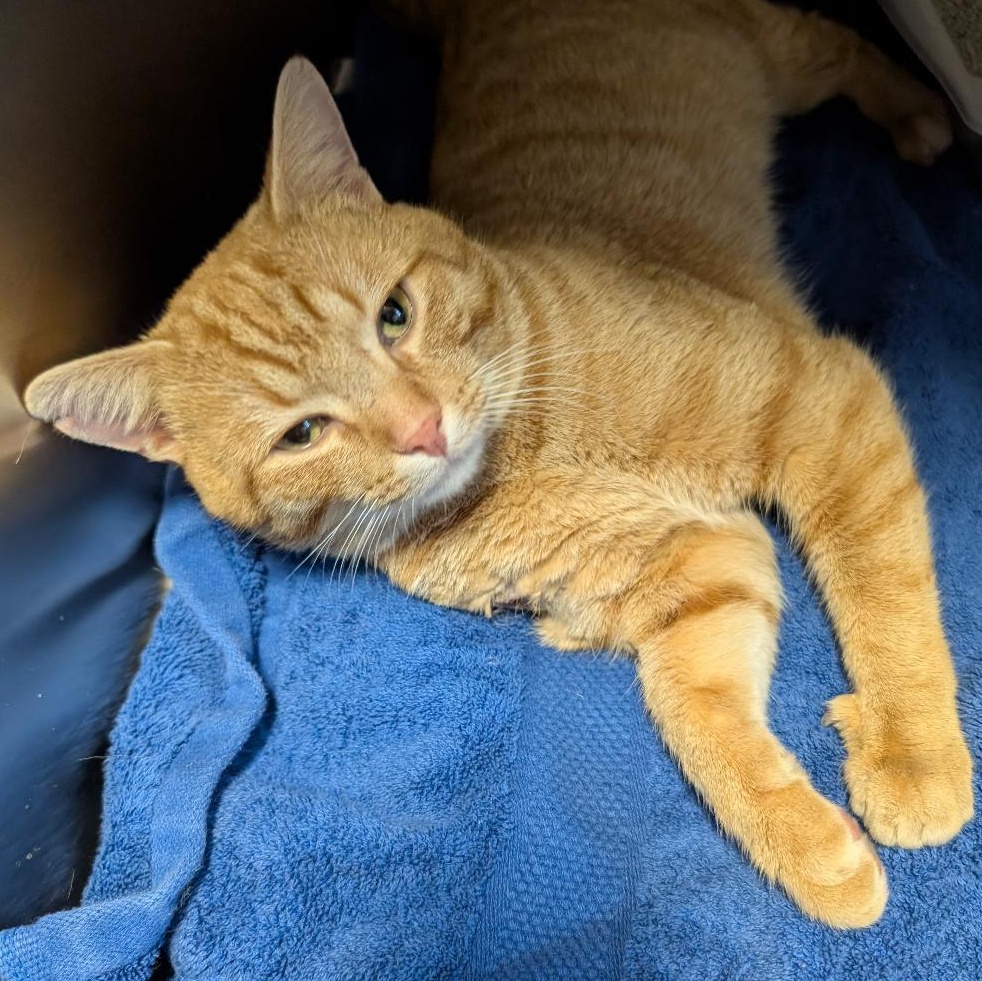 Julius, ADOPTABLE, Kitten Male Domestic Short Hair.