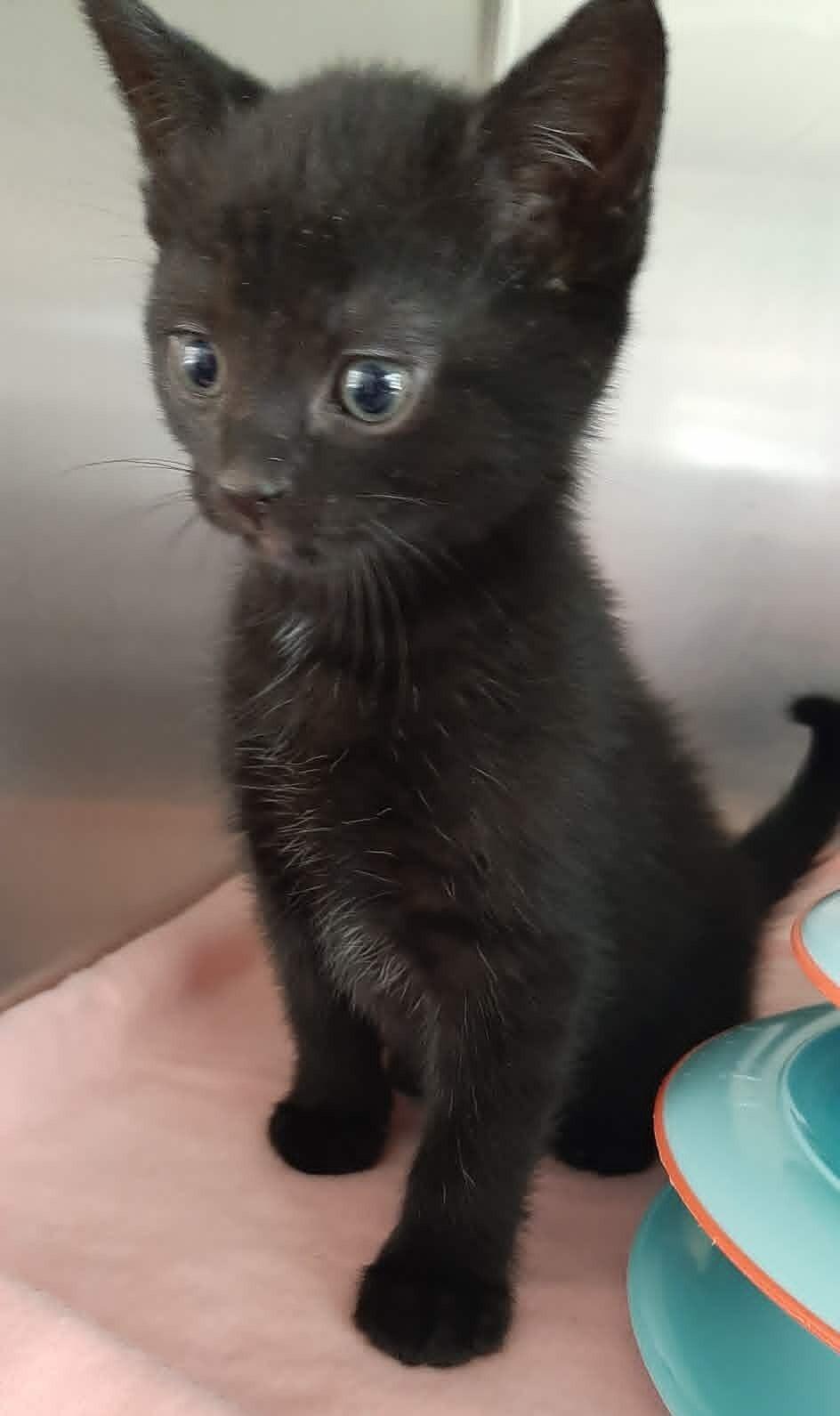 Mickey, Adoptable, Kitten Male Domestic Short Hair.