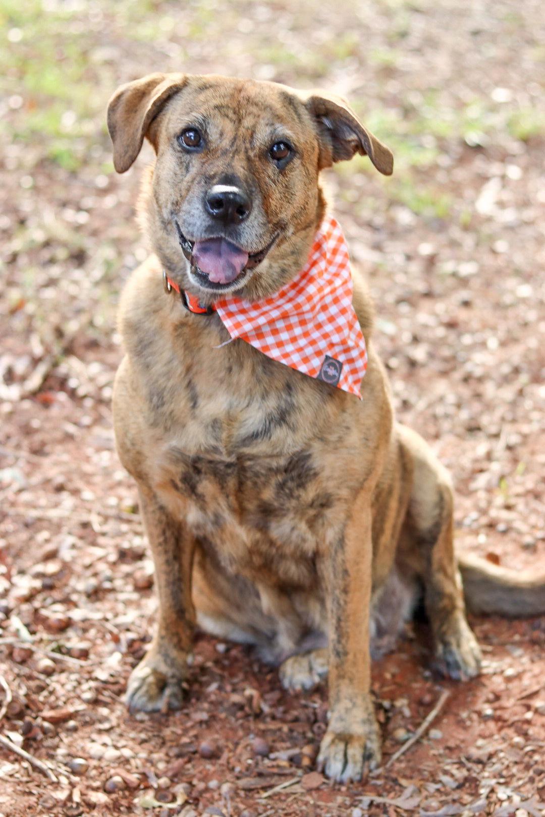 Tuna, Adoptable, Adult Female Plott Hound.