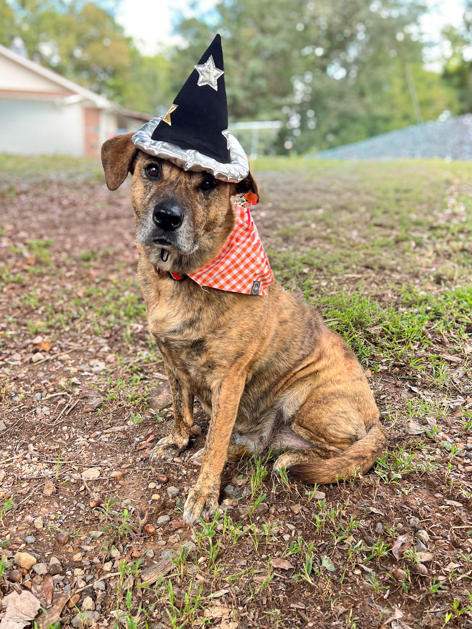 Enlarge Tuna, a Adoptable Plott Hound in Sanford, NC image 2/3