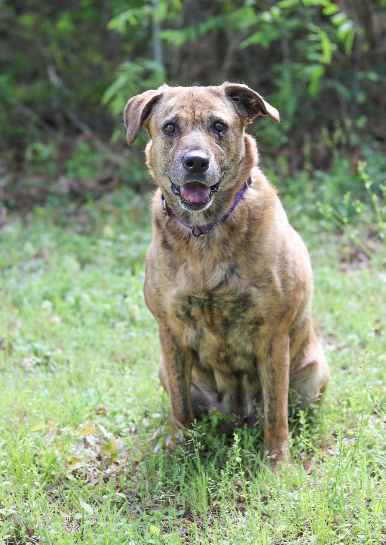Enlarge Tuna, a Adoptable Plott Hound in Sanford, NC image 3/3