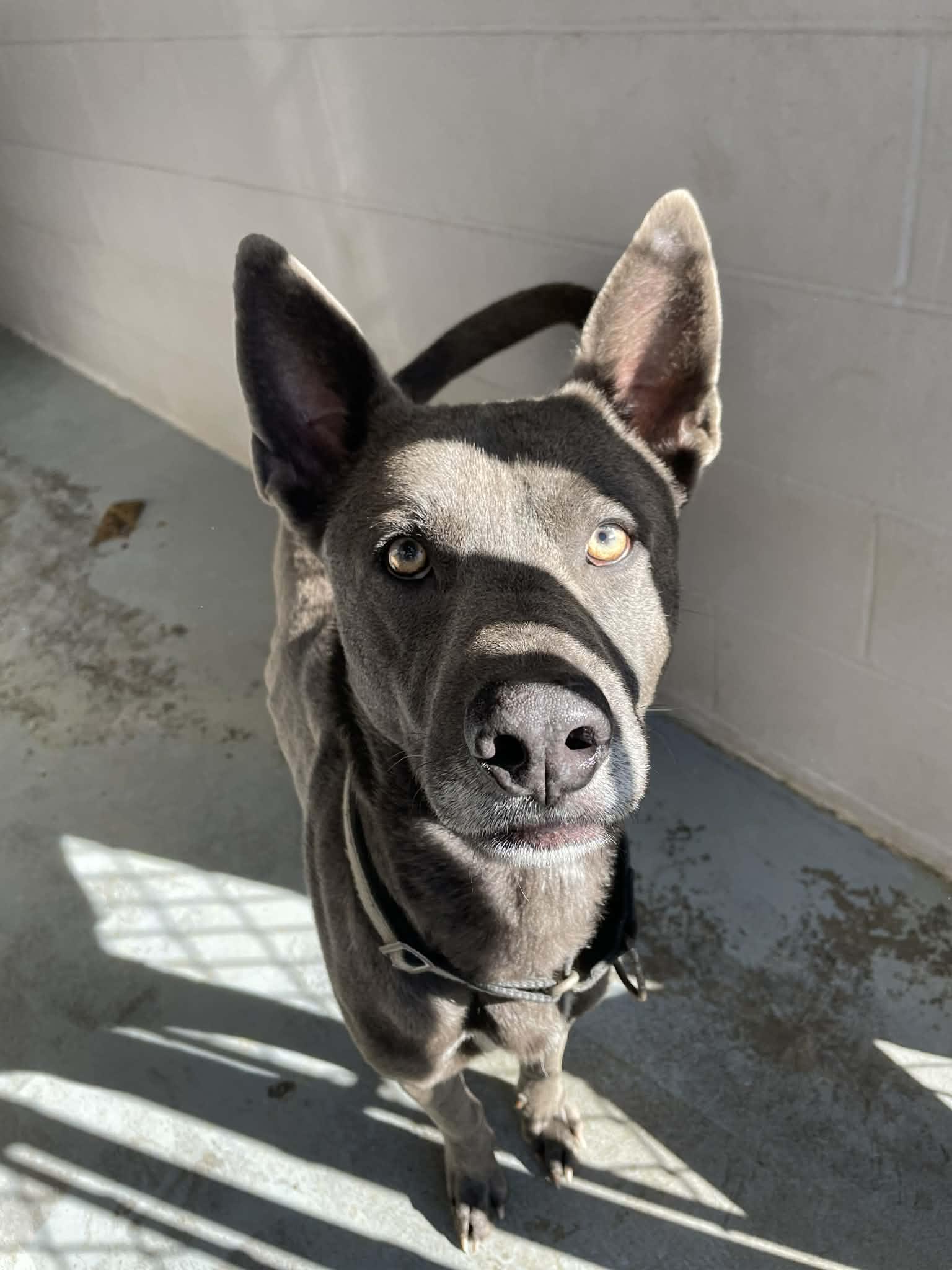 Enlarge Ziggy, a ADOPTABLE mixed breed in Bishopville, SC image 1/1