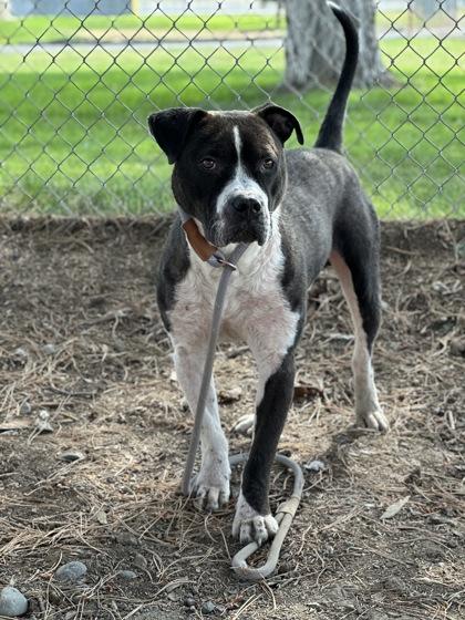 Stink Bug, Adoptable, Adult Male Pit Bull Terrier & Mixed Breed.