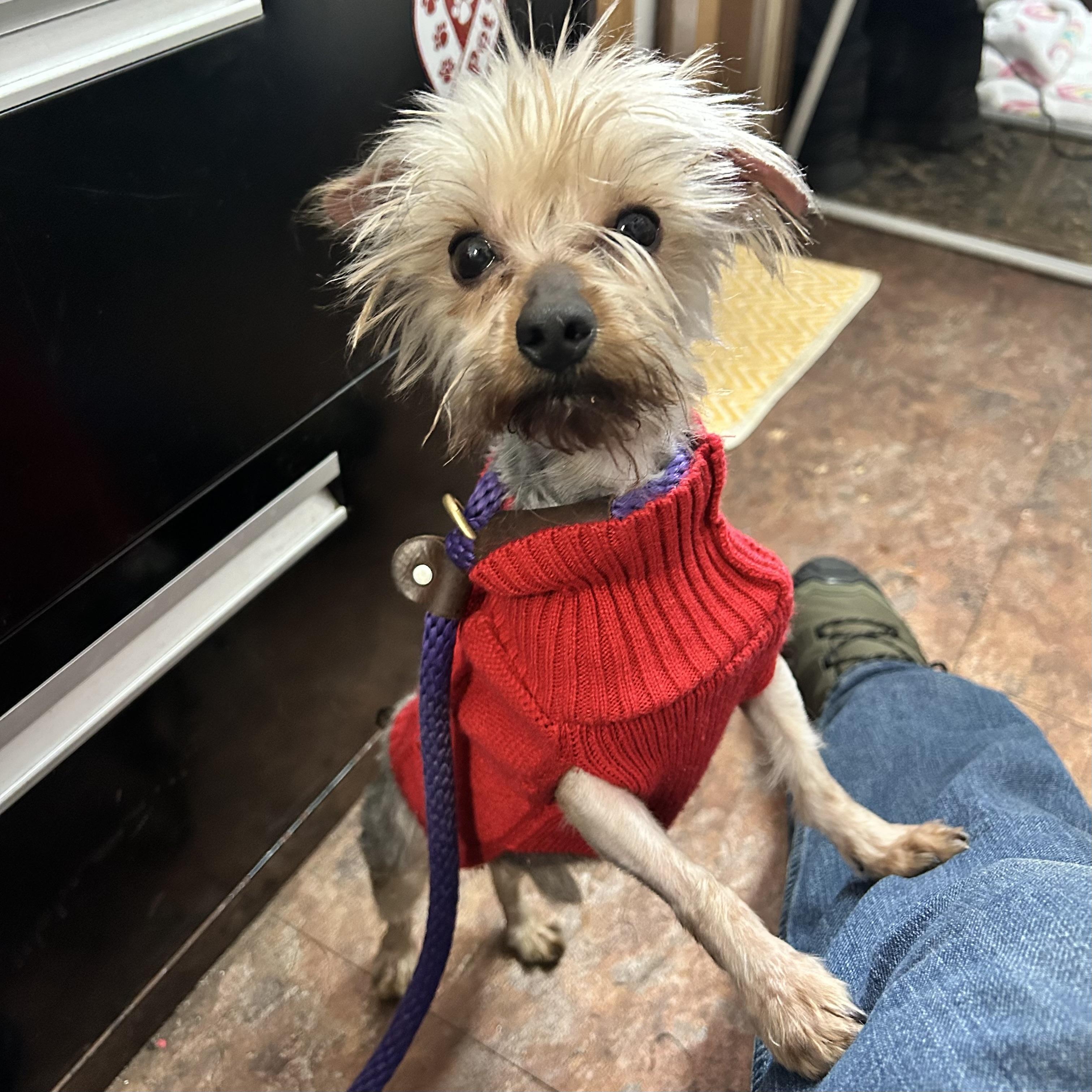Bob, adopted, Young Male Yorkshire Terrier.