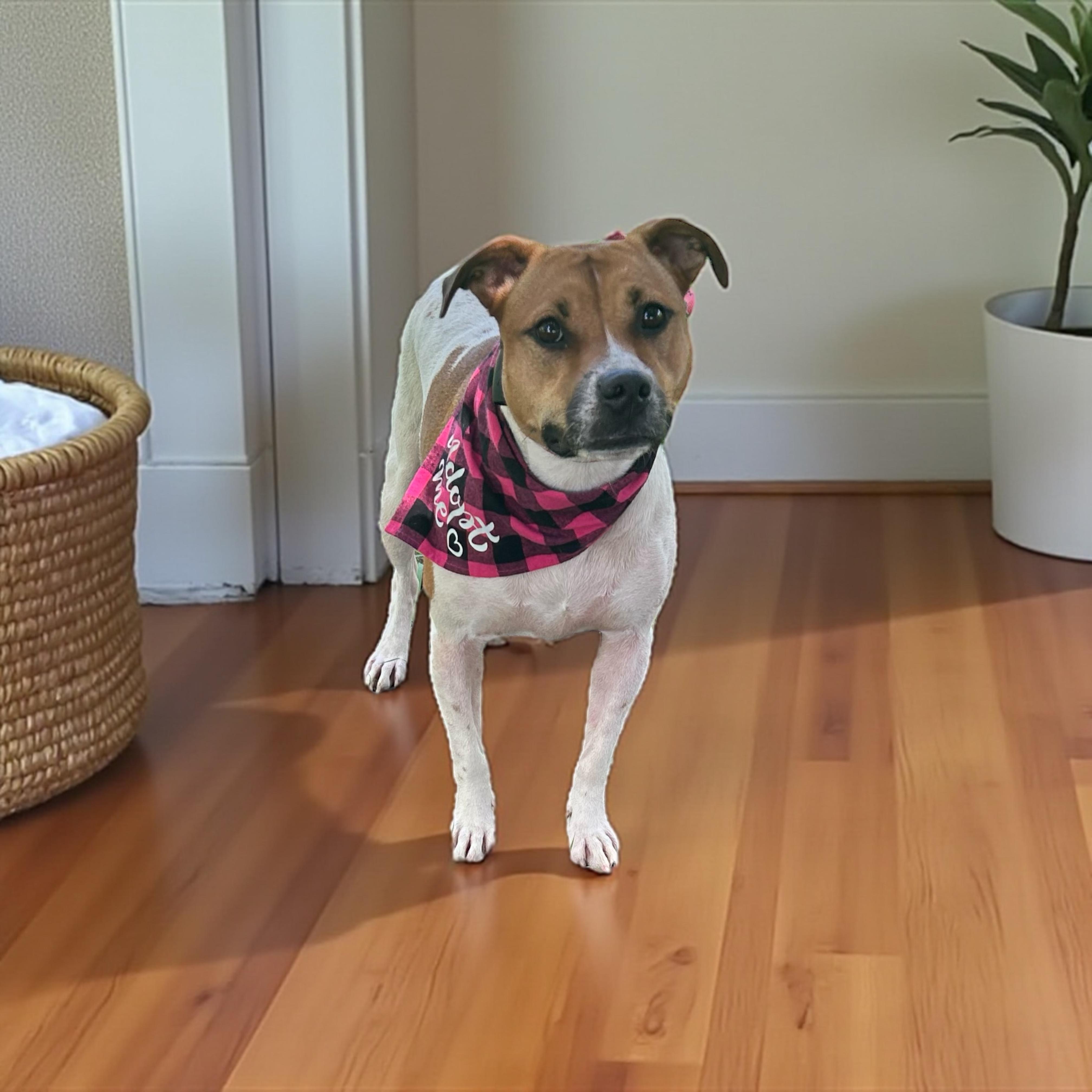 Enlarge Anelle, a Adoptable mixed breed in Indianapolis, IN image 4/6