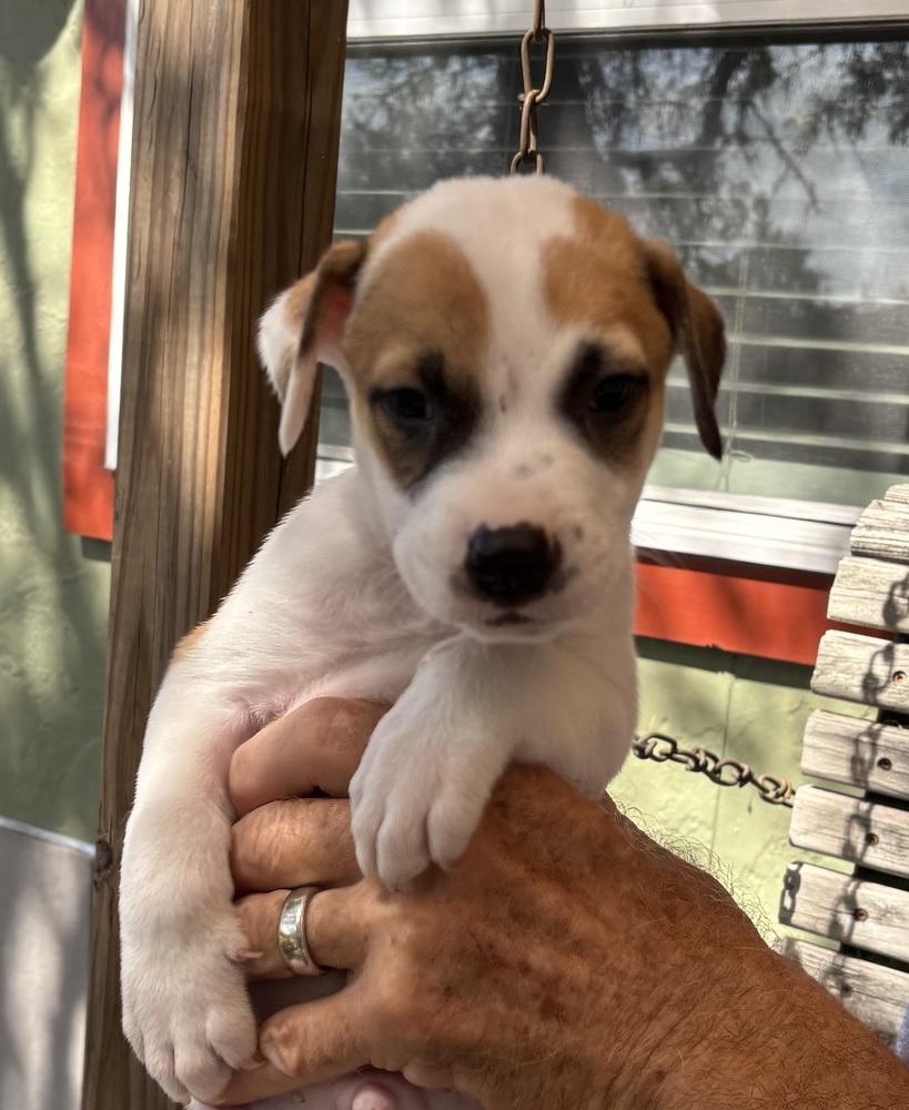 Arthur, Adoptable, Puppy Male Australian Shepherd & Staffordshire Bull Terrier.