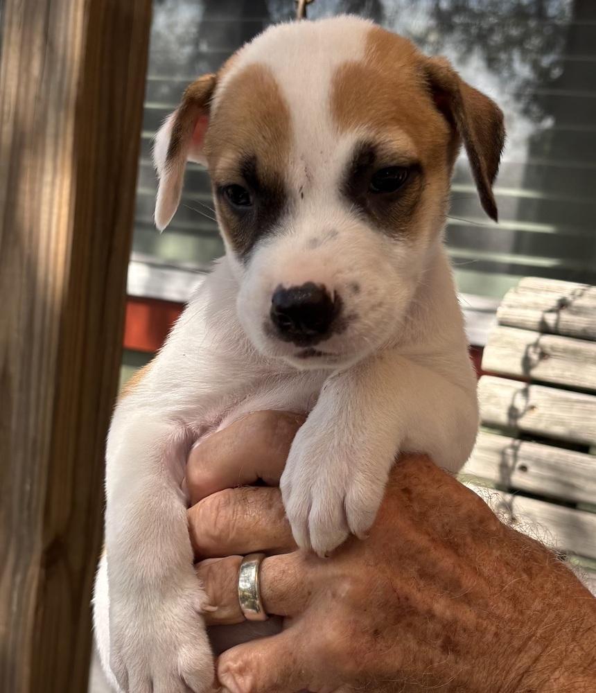 Enlarge Arthur, a Adoptable mixed breed in New Braunfels, TX image 2/2