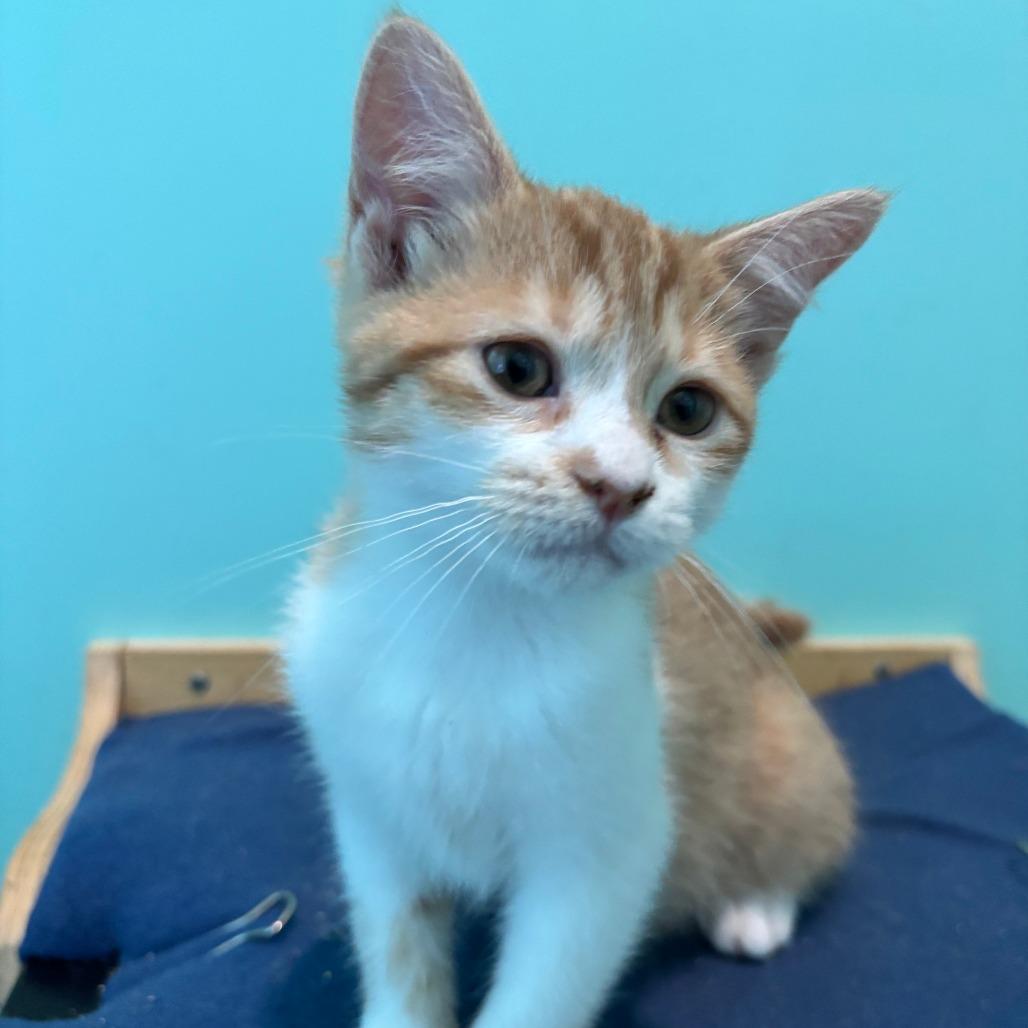 Enlarge Matilda, a Adoptable Domestic Short Hair in Marion, VA image 1/3