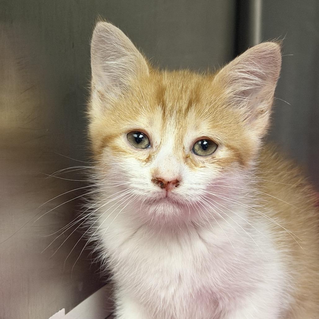 Enlarge Matilda, a Adoptable Domestic Short Hair in Marion, VA image 2/3