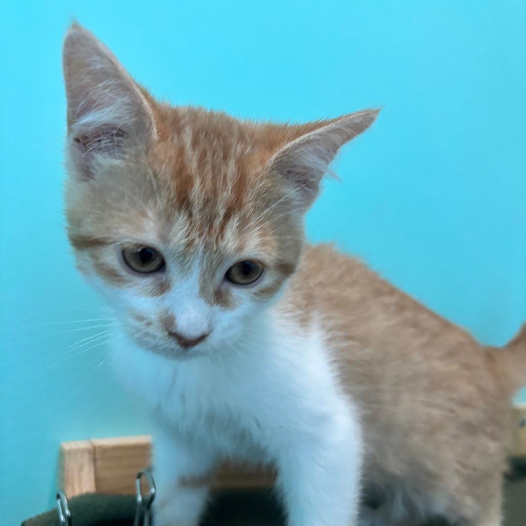 Enlarge Matilda, a Adoptable Domestic Short Hair in Marion, VA image 3/3