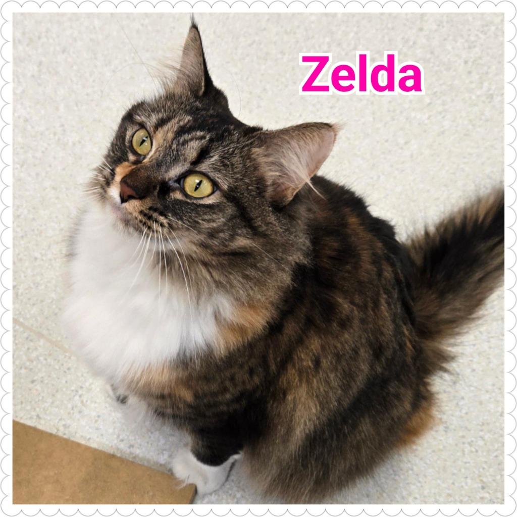 Zelda, Adopted, Young Female Domestic Long Hair.