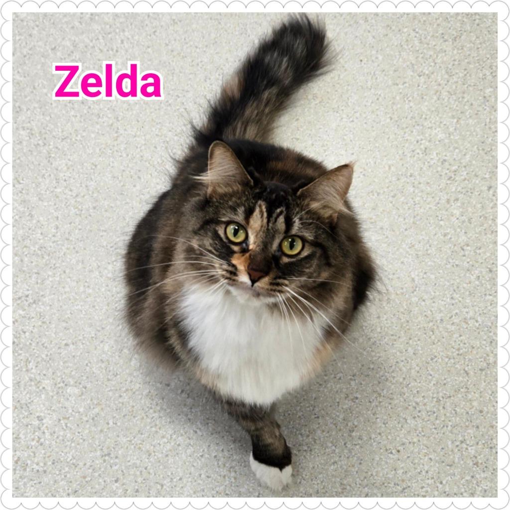Enlarge Zelda, a Adopted mixed breed in North Saint Paul, MN image 2/4