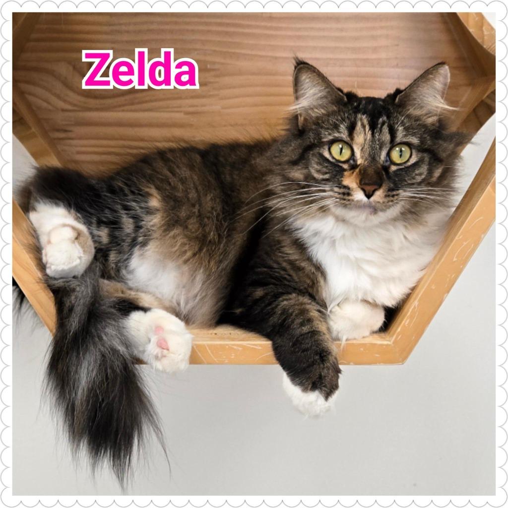 Enlarge Zelda, a Adopted mixed breed in North Saint Paul, MN image 3/4
