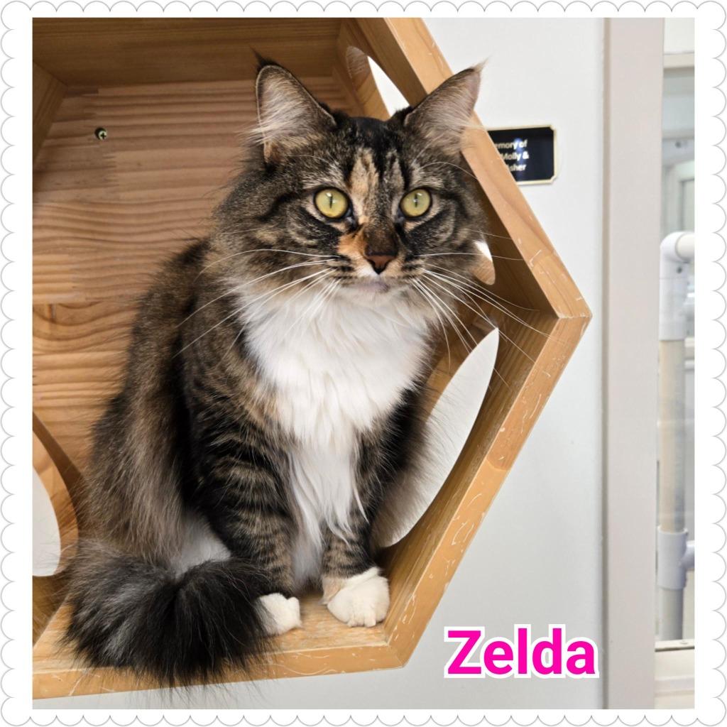 Enlarge Zelda, a Adopted mixed breed in North Saint Paul, MN image 4/4