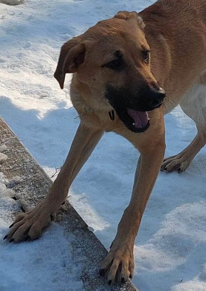 Konrad, Adoptable, Adult Male Black Mouth Cur.