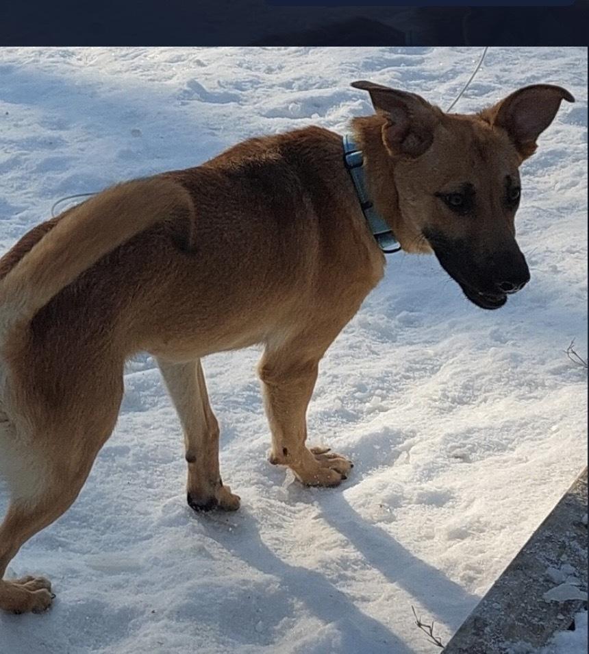 Konrad, a Adoptable mixed breed in Boston, MA image 2/5