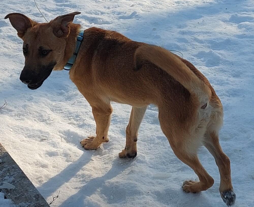 Konrad, a Adoptable mixed breed in Boston, MA image 3/5