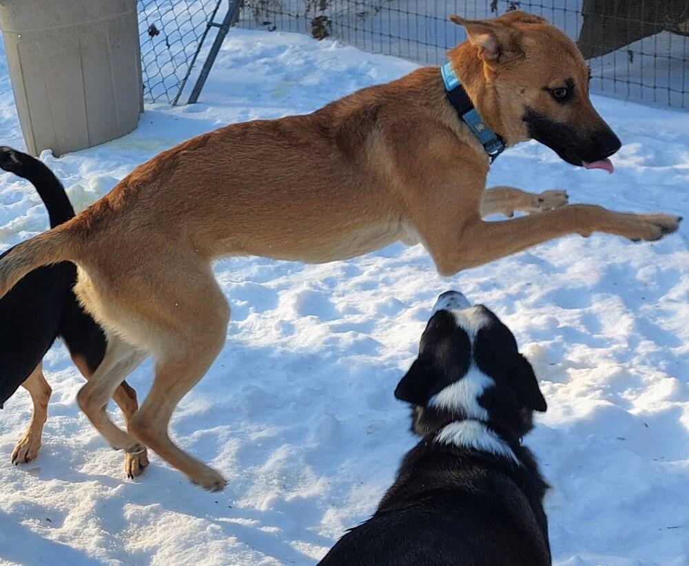 Konrad, a Adoptable mixed breed in Boston, MA image 4/5