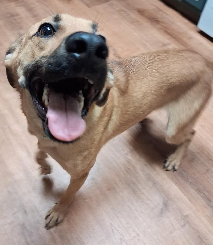 Konrad, a Adoptable mixed breed in Boston, MA image 5/5