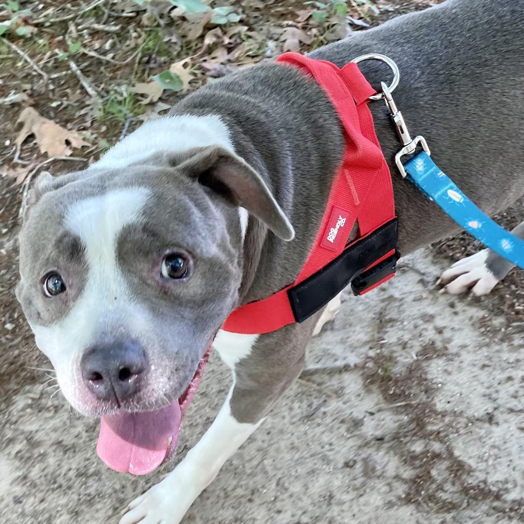 Jayda 26-0126, a Adoptable Pit Bull Terrier in Yanceyville, NC image 1/5