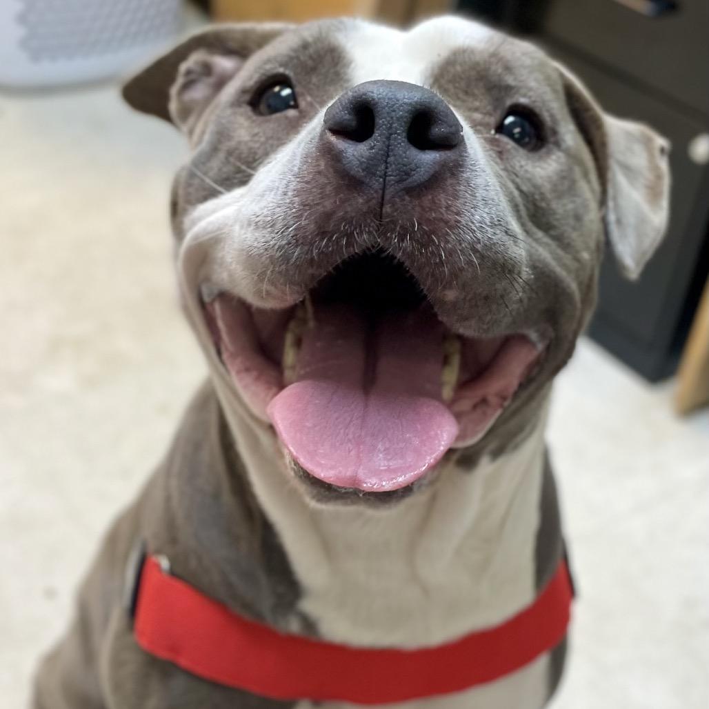 Jayda 26-0126, a Adoptable Pit Bull Terrier in Yanceyville, NC image 2/5