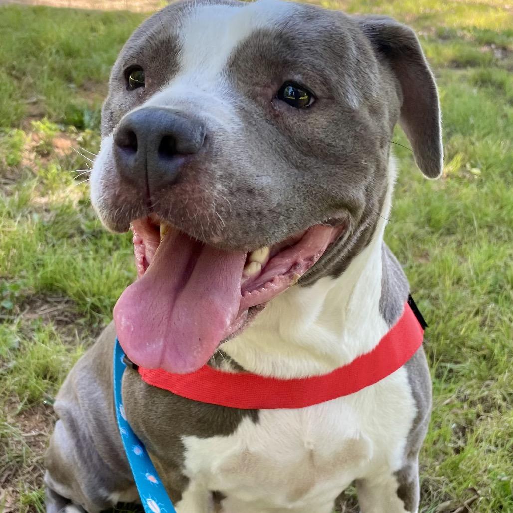 Jayda 26-0126, a Adoptable Pit Bull Terrier in Yanceyville, NC image 3/5