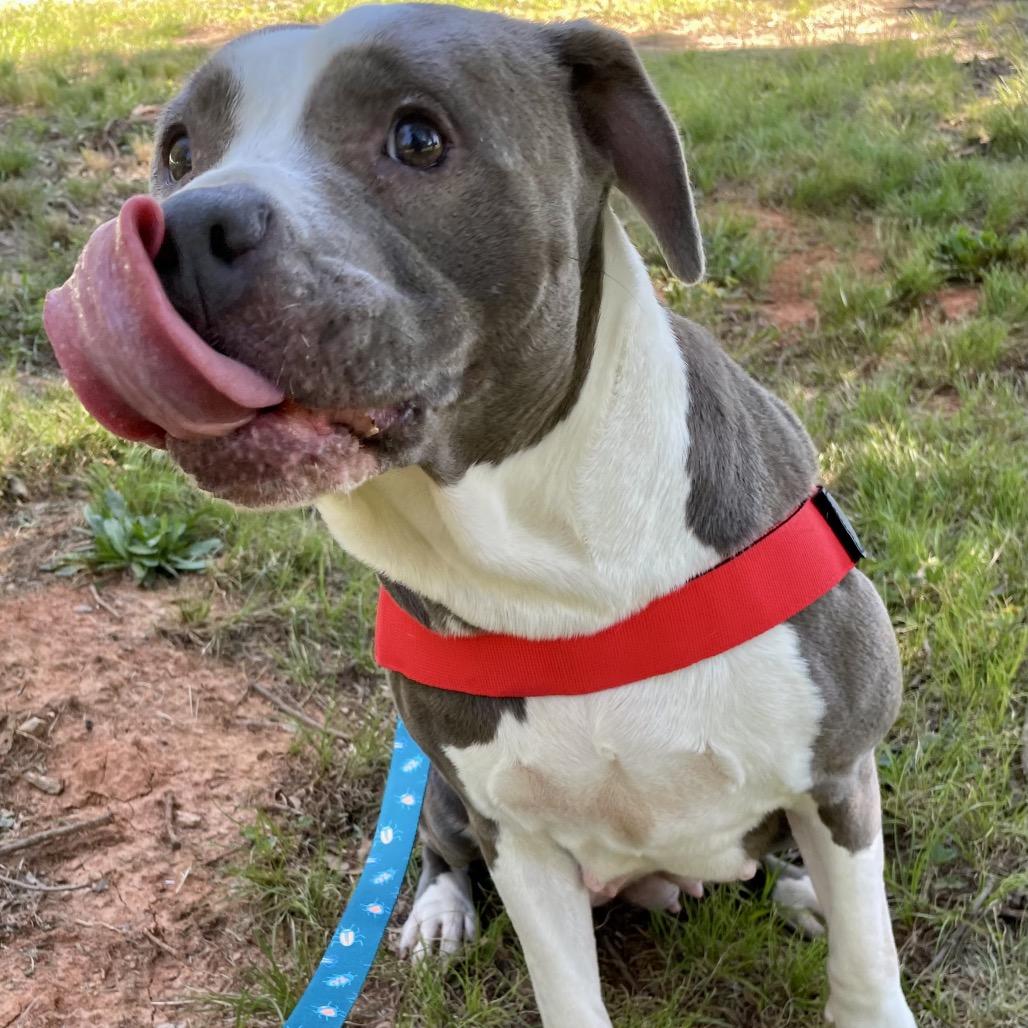 Jayda 26-0126, a Adoptable Pit Bull Terrier in Yanceyville, NC image 5/5