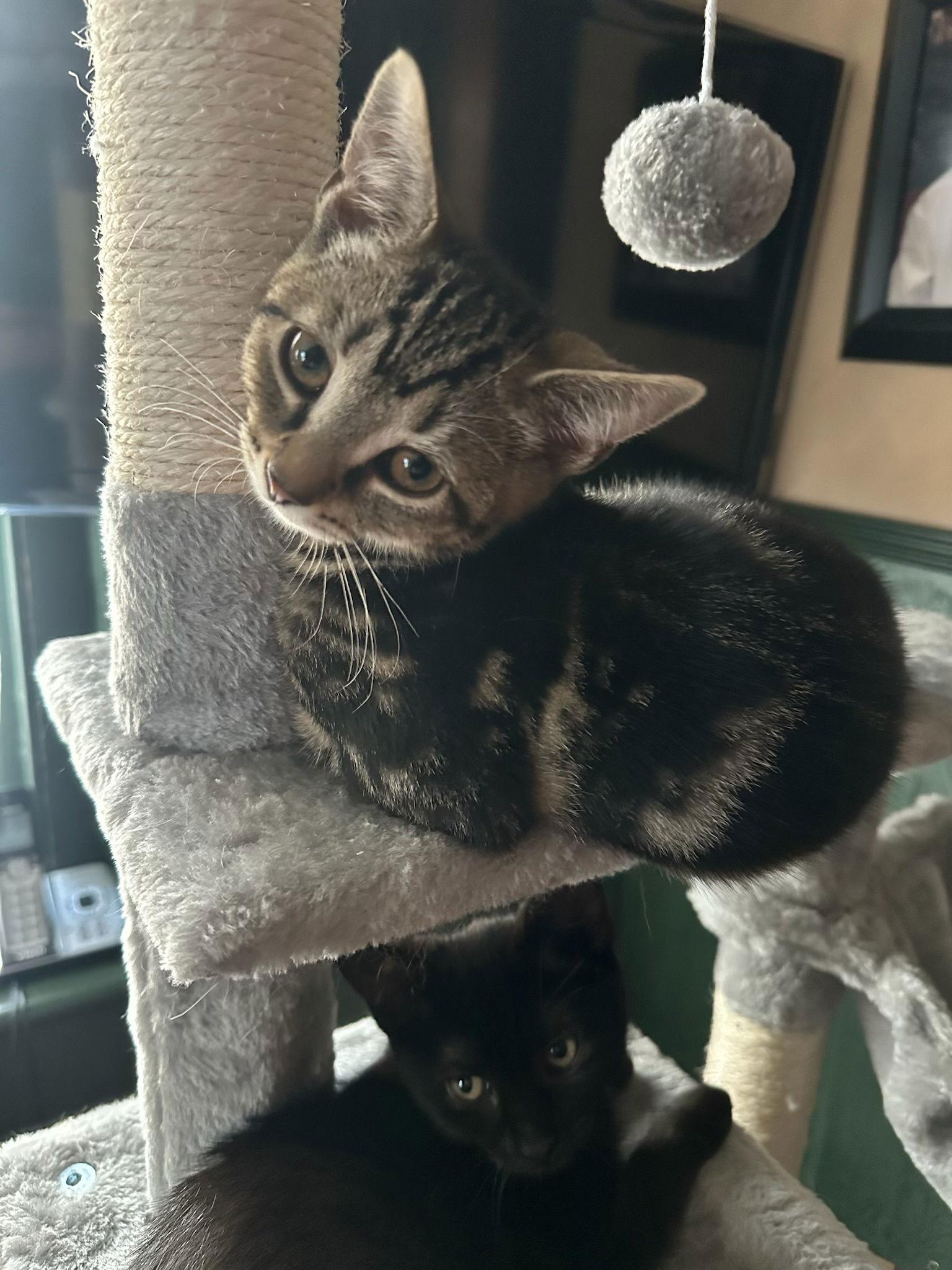 Bagel 26, Adopted, Kitten Female Domestic Short Hair.