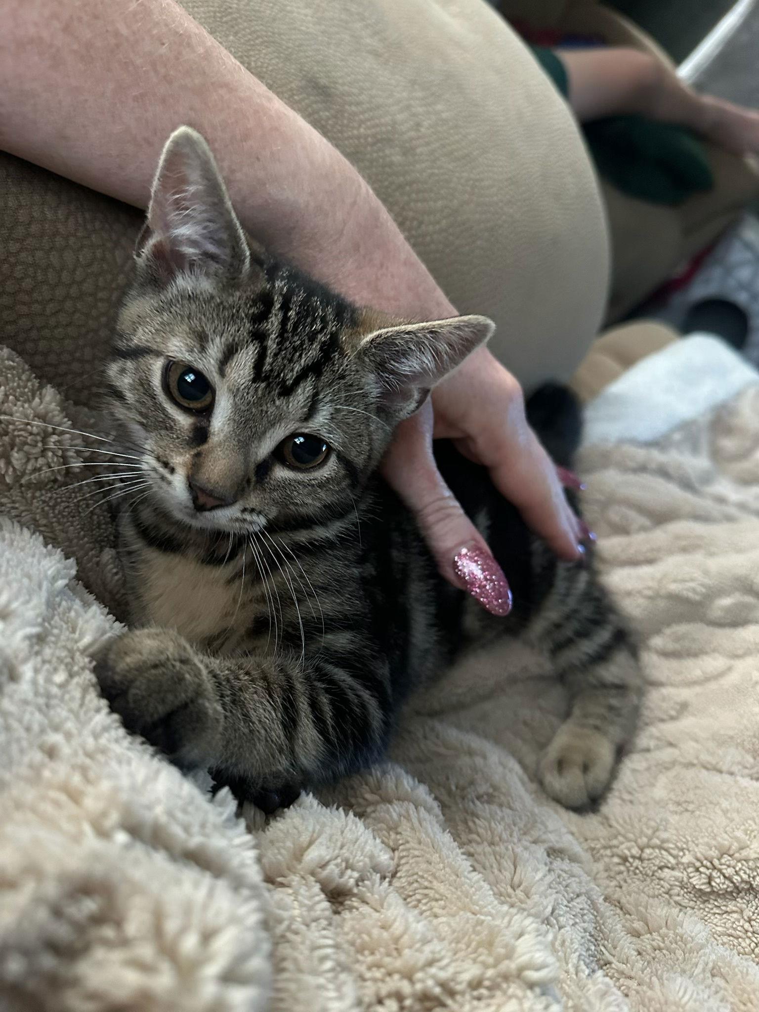 Bagel 26, a Adopted Domestic Short Hair in Stewartsville, NJ image 2/3