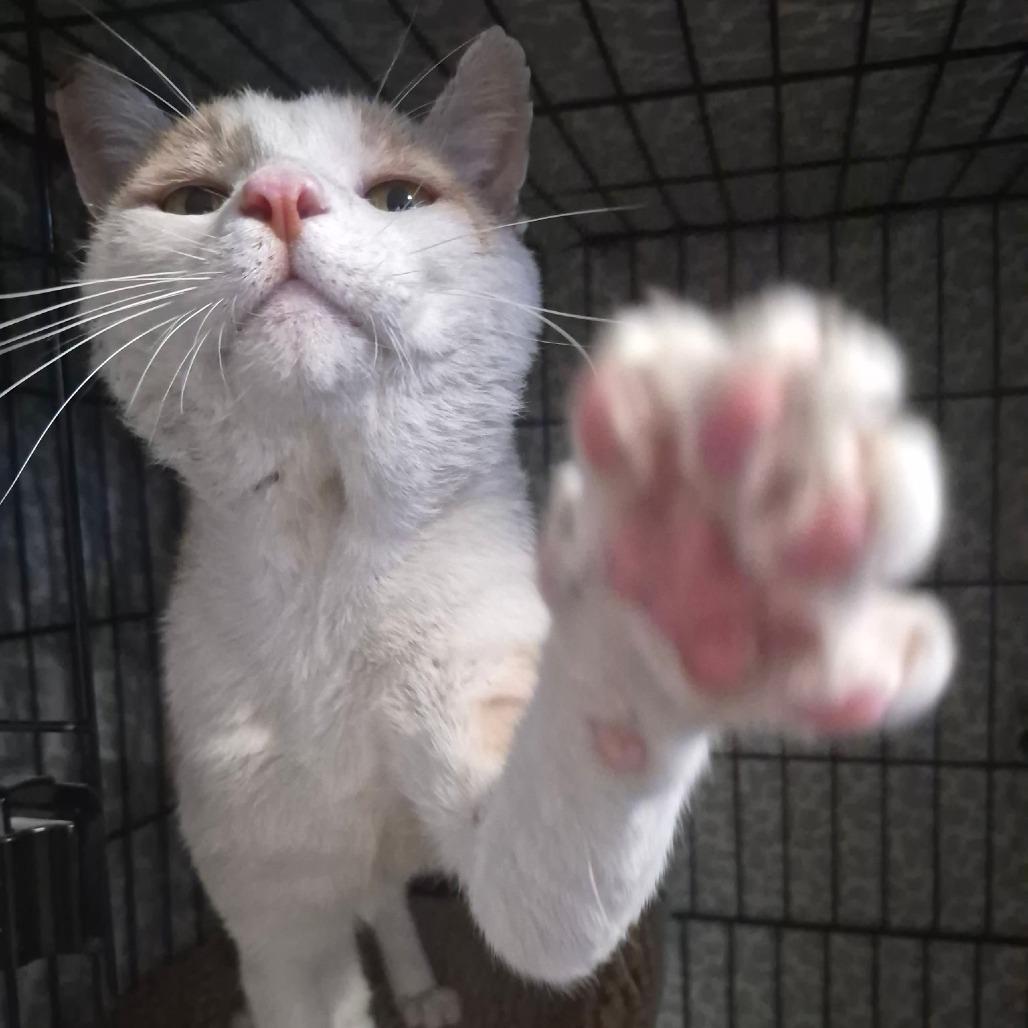 Sunshine, Adoptable, Adult Male Domestic Short Hair.