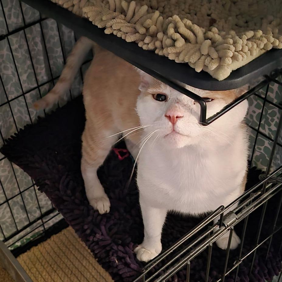 Enlarge Sunshine, a Adoptable Domestic Short Hair in Ventura, CA image 2/3