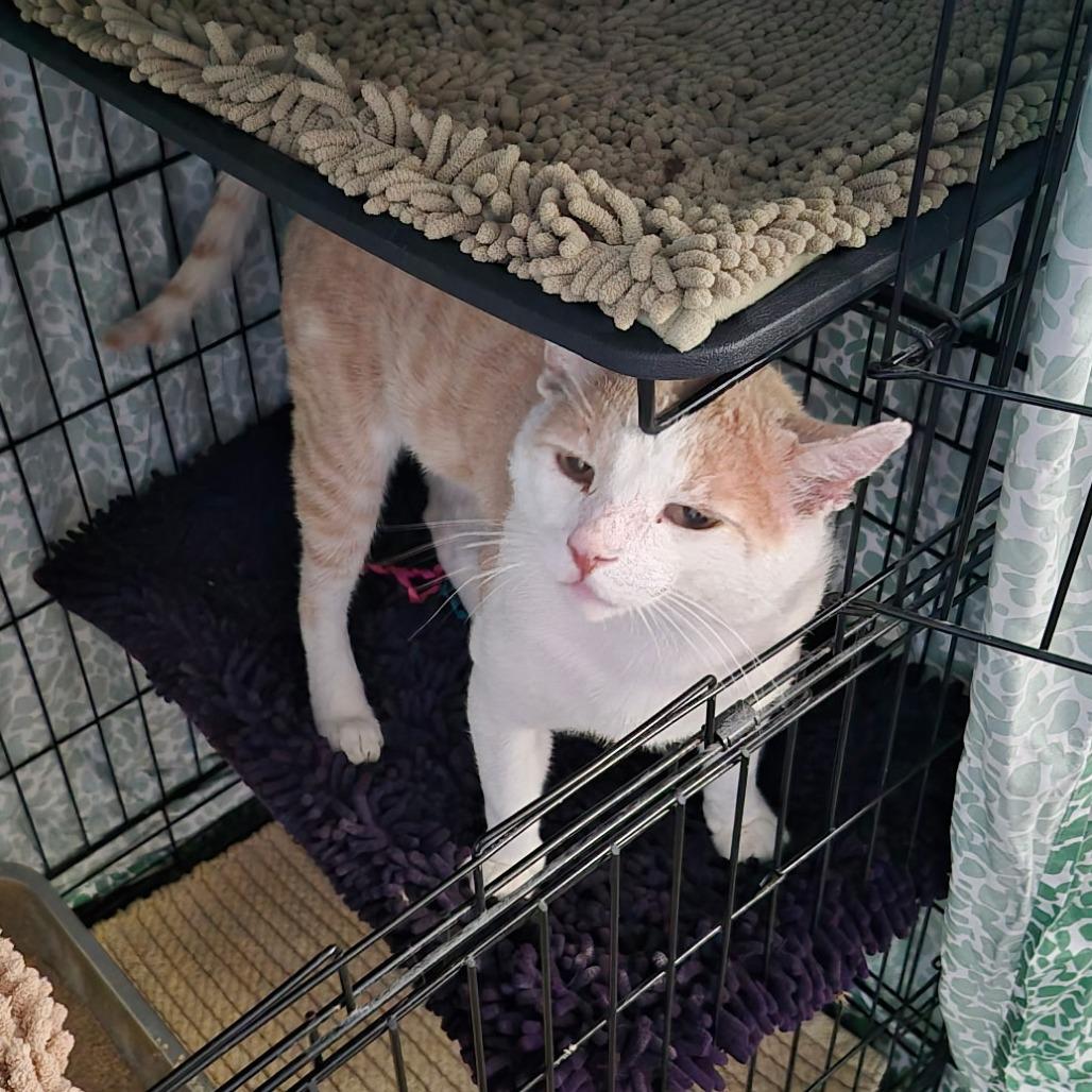 Enlarge Sunshine, a Adoptable Domestic Short Hair in Ventura, CA image 3/3