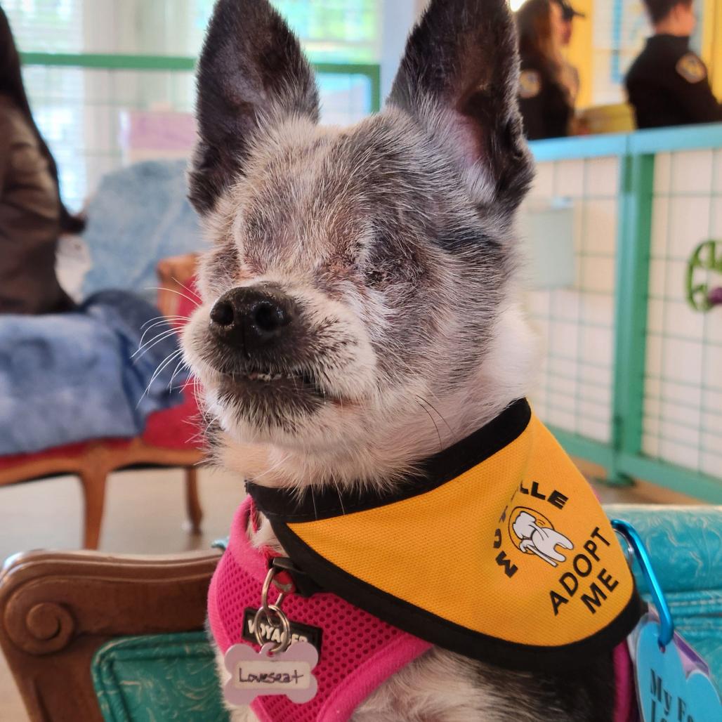 Loveseat 14395, Adoptable, Senior Female Chihuahua.