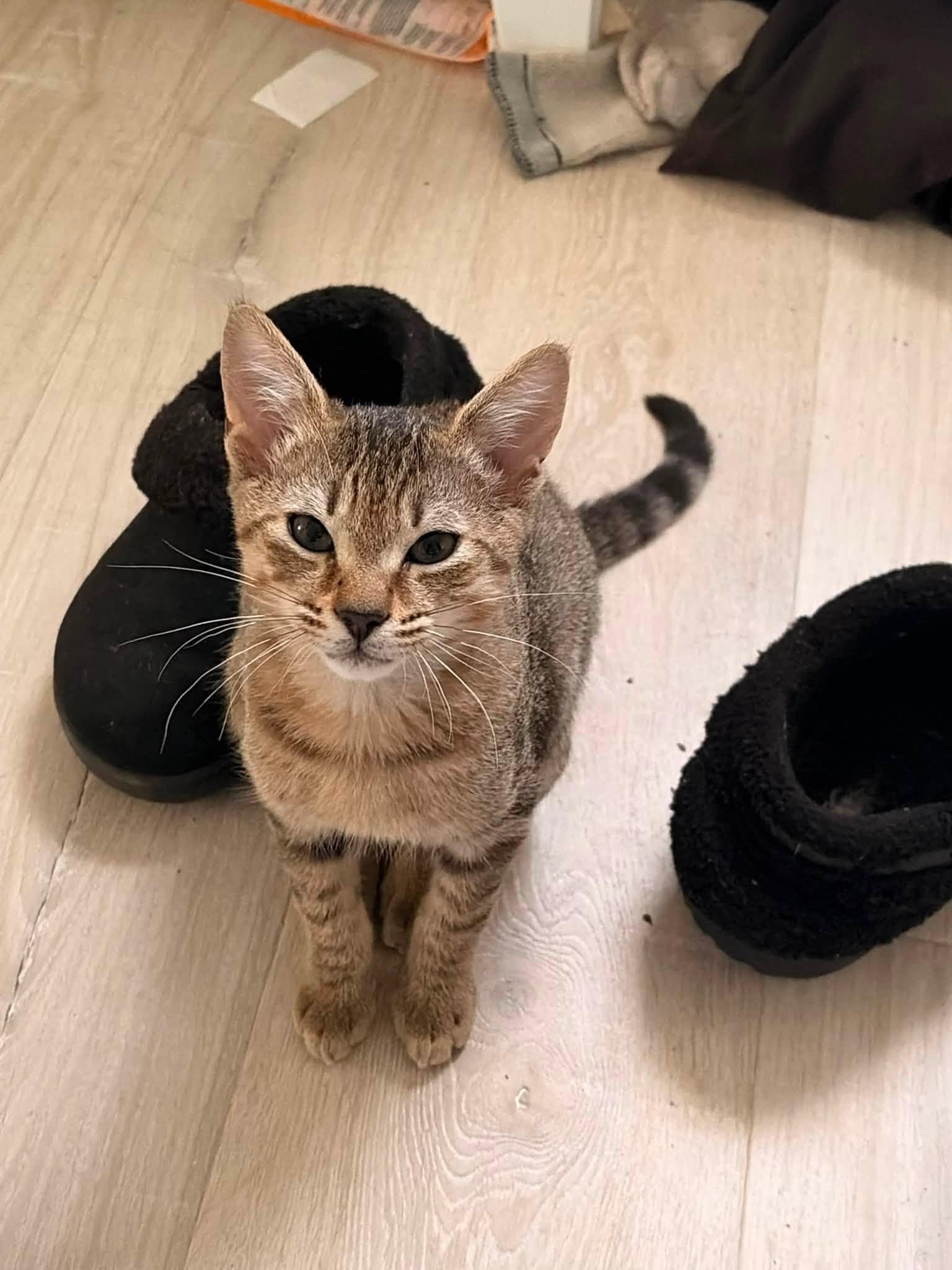 Lil Man, Adoptable, Young Male Domestic Short Hair.