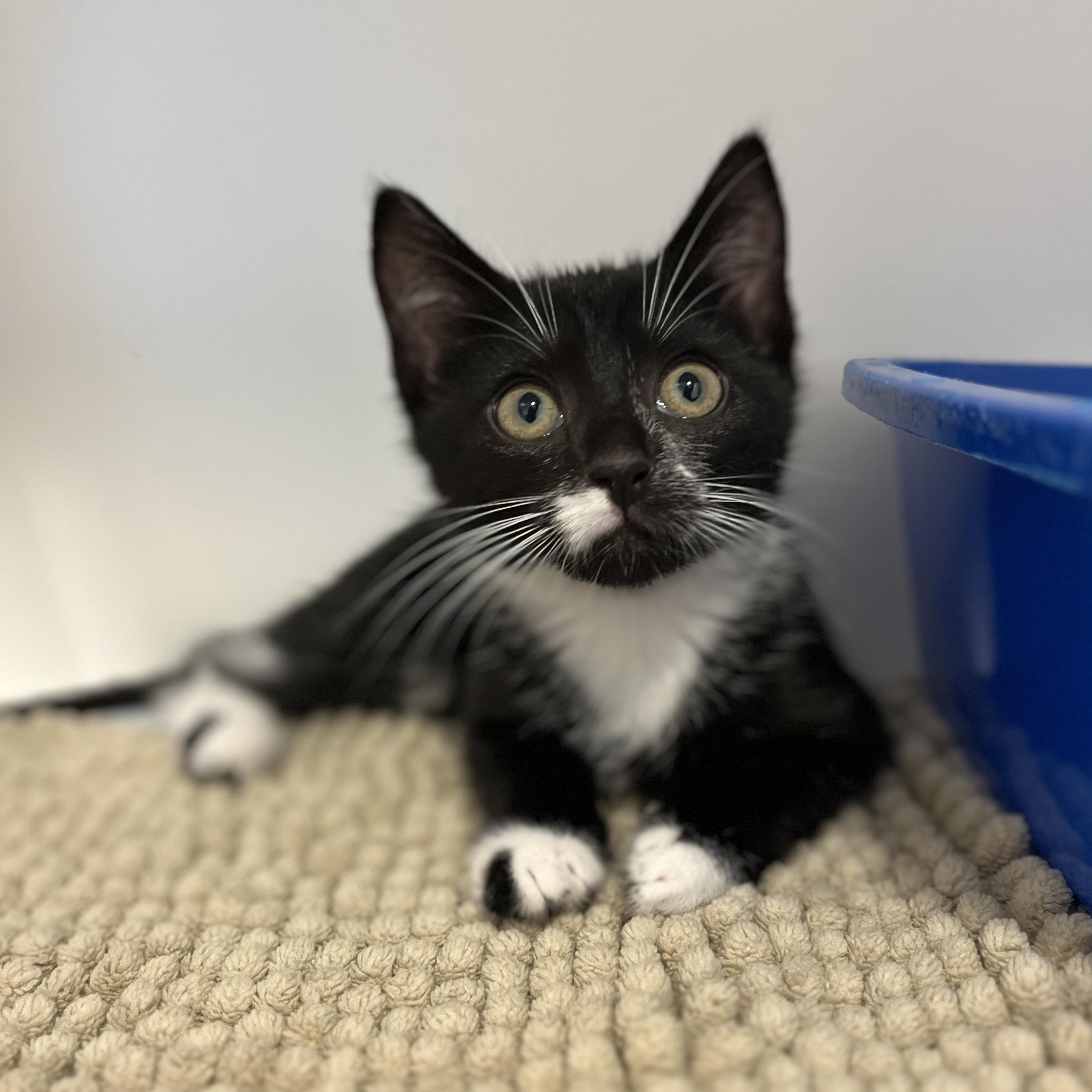 Panda, Adoptable, Kitten Male American Shorthair.