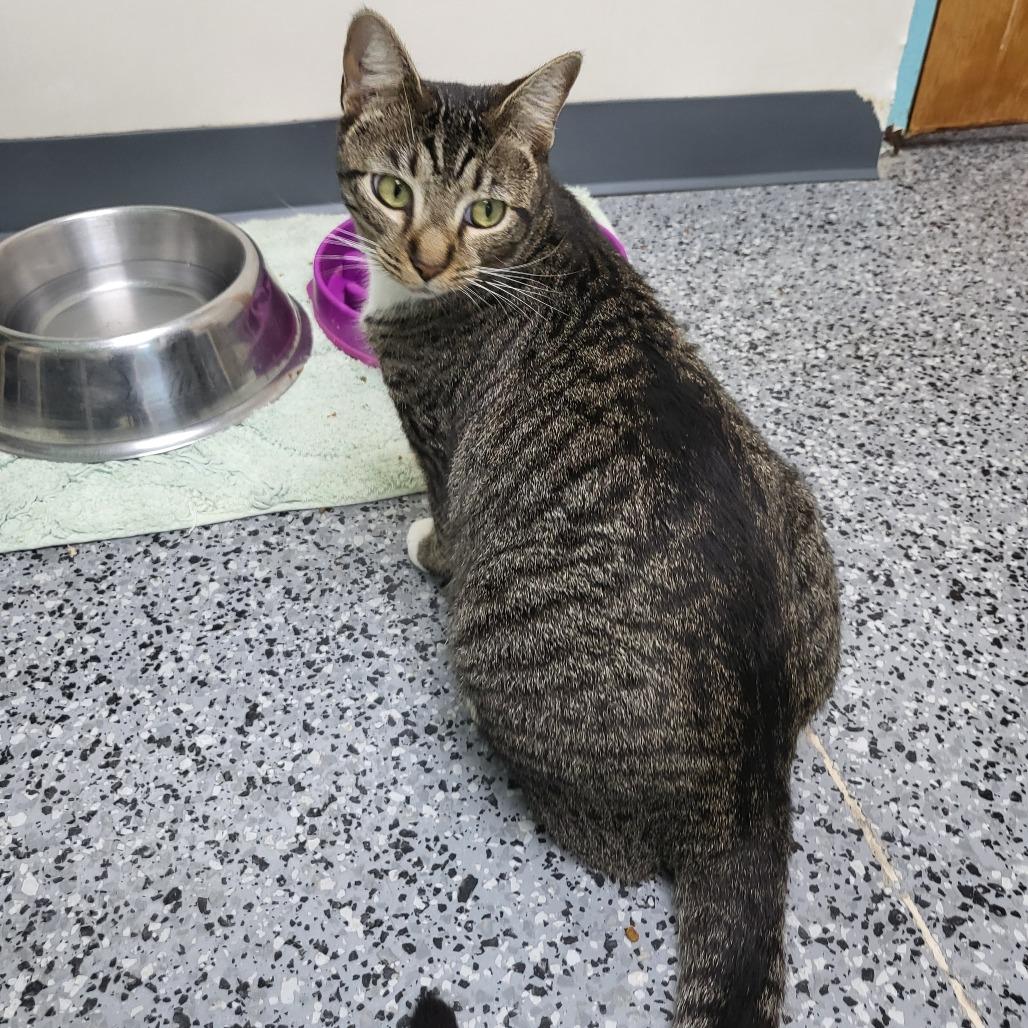 Super Kitty 27155, Adoptable, Adult Female Domestic Short Hair.