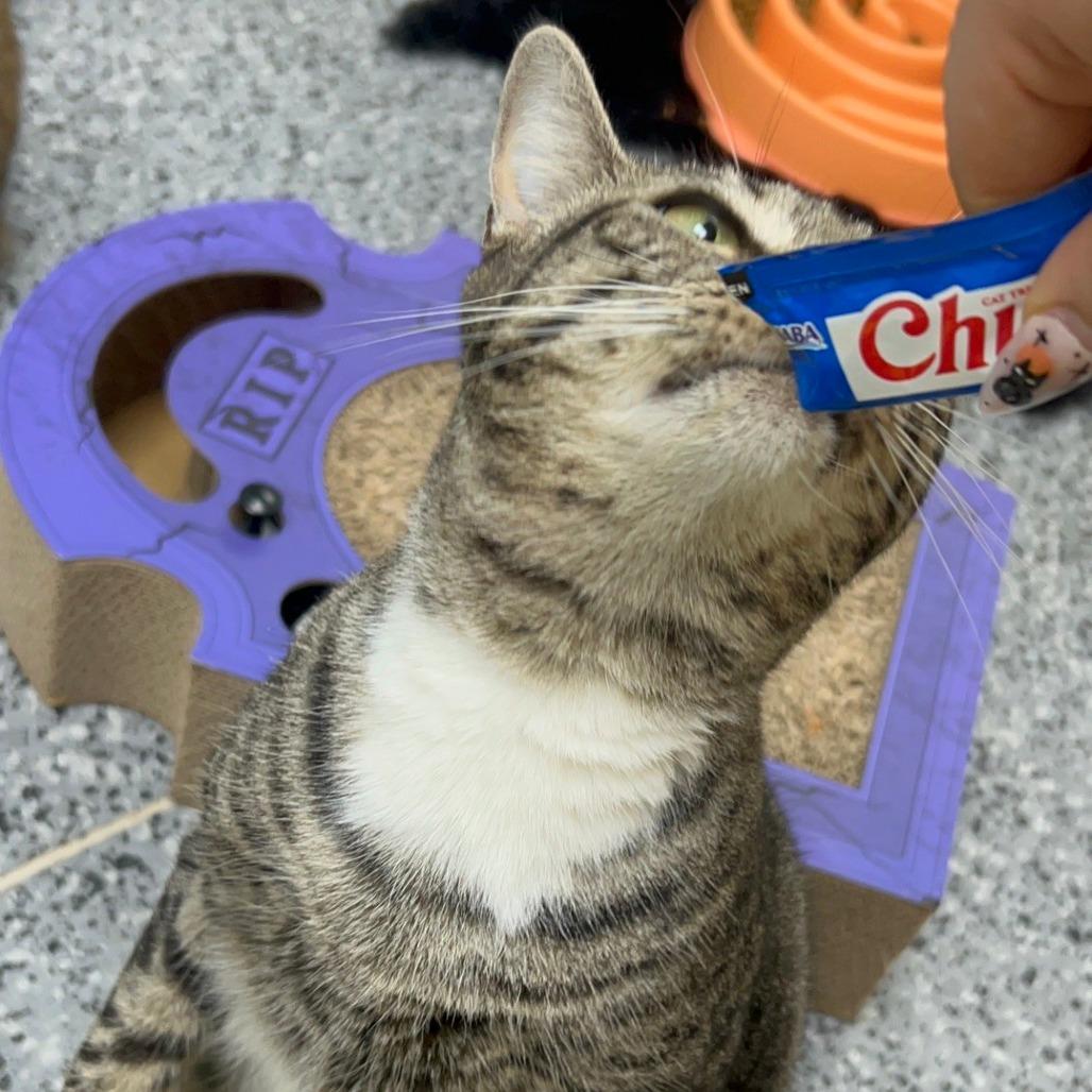 Enlarge Super Kitty 27155, a Adoptable Domestic Short Hair in Middleburg, FL image 2/6