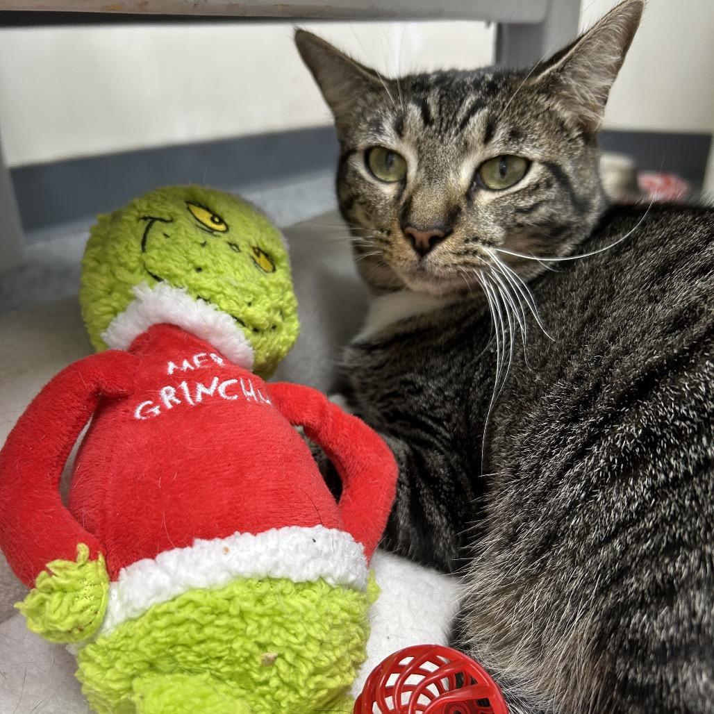 Enlarge Super Kitty 27155, a Adoptable Domestic Short Hair in Middleburg, FL image 3/6