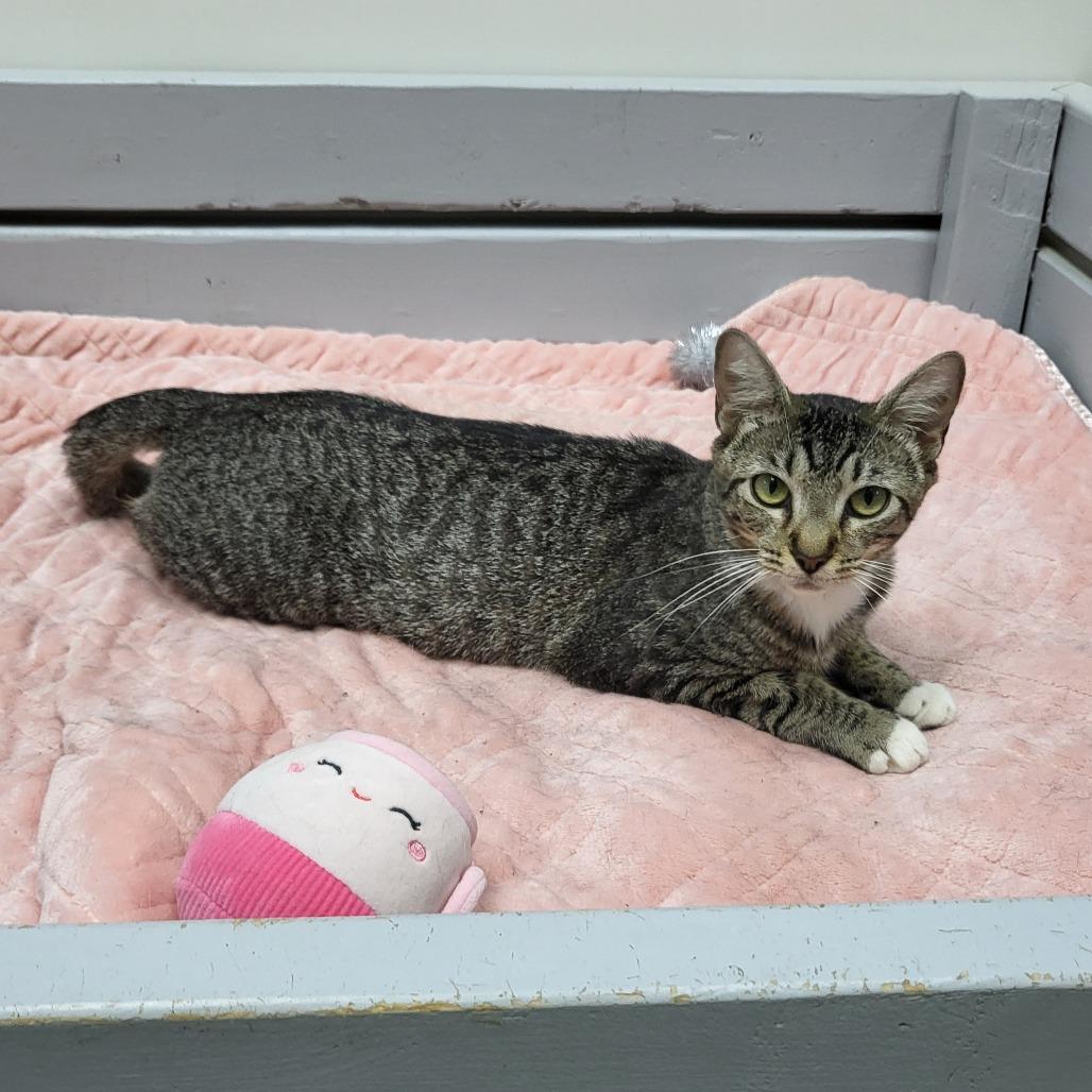 Enlarge Super Kitty 27155, a Adoptable Domestic Short Hair in Middleburg, FL image 4/6