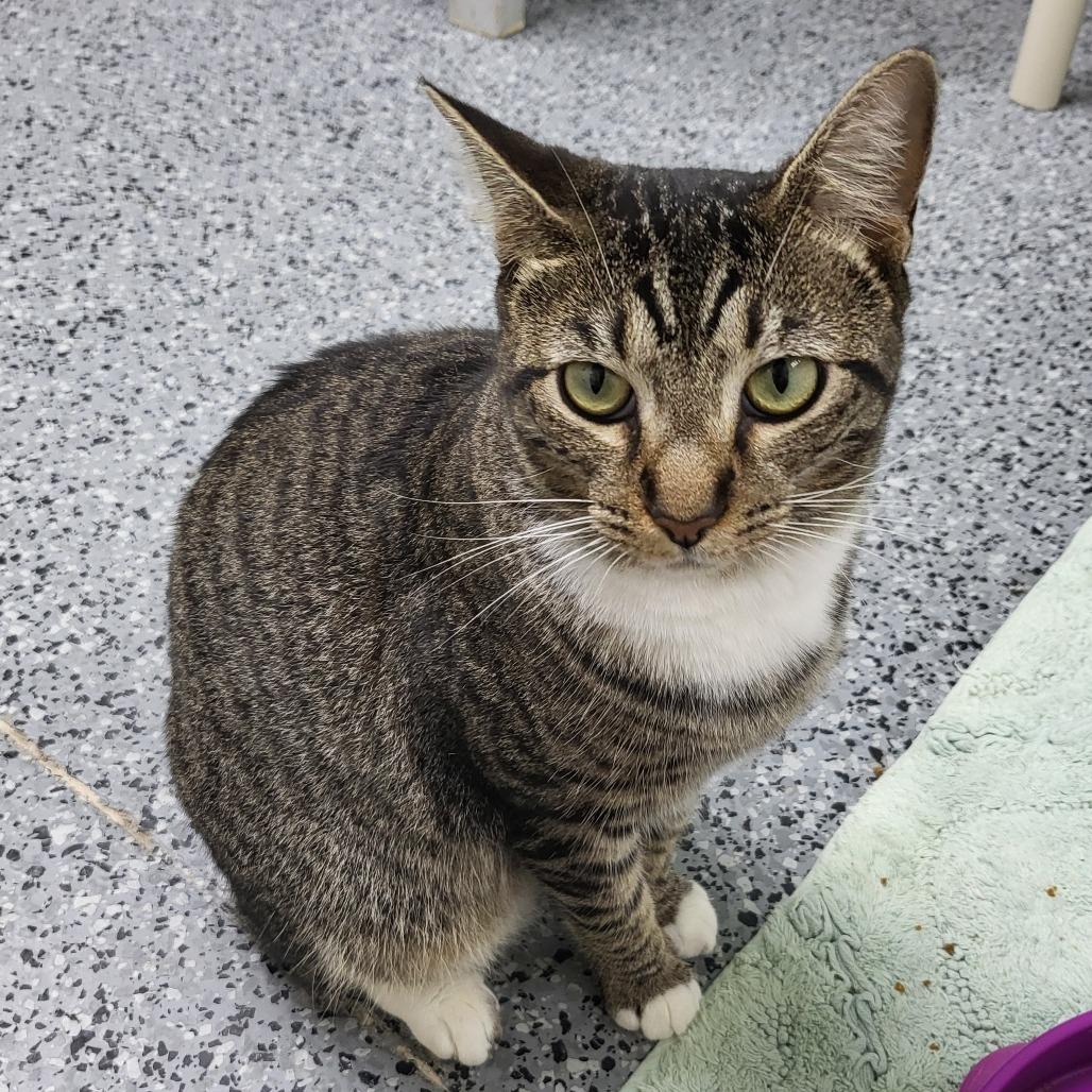 Enlarge Super Kitty 27155, a Adoptable Domestic Short Hair in Middleburg, FL image 5/6