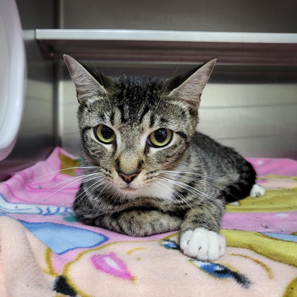 Enlarge Super Kitty 27155, a Adoptable Domestic Short Hair in Middleburg, FL image 6/6