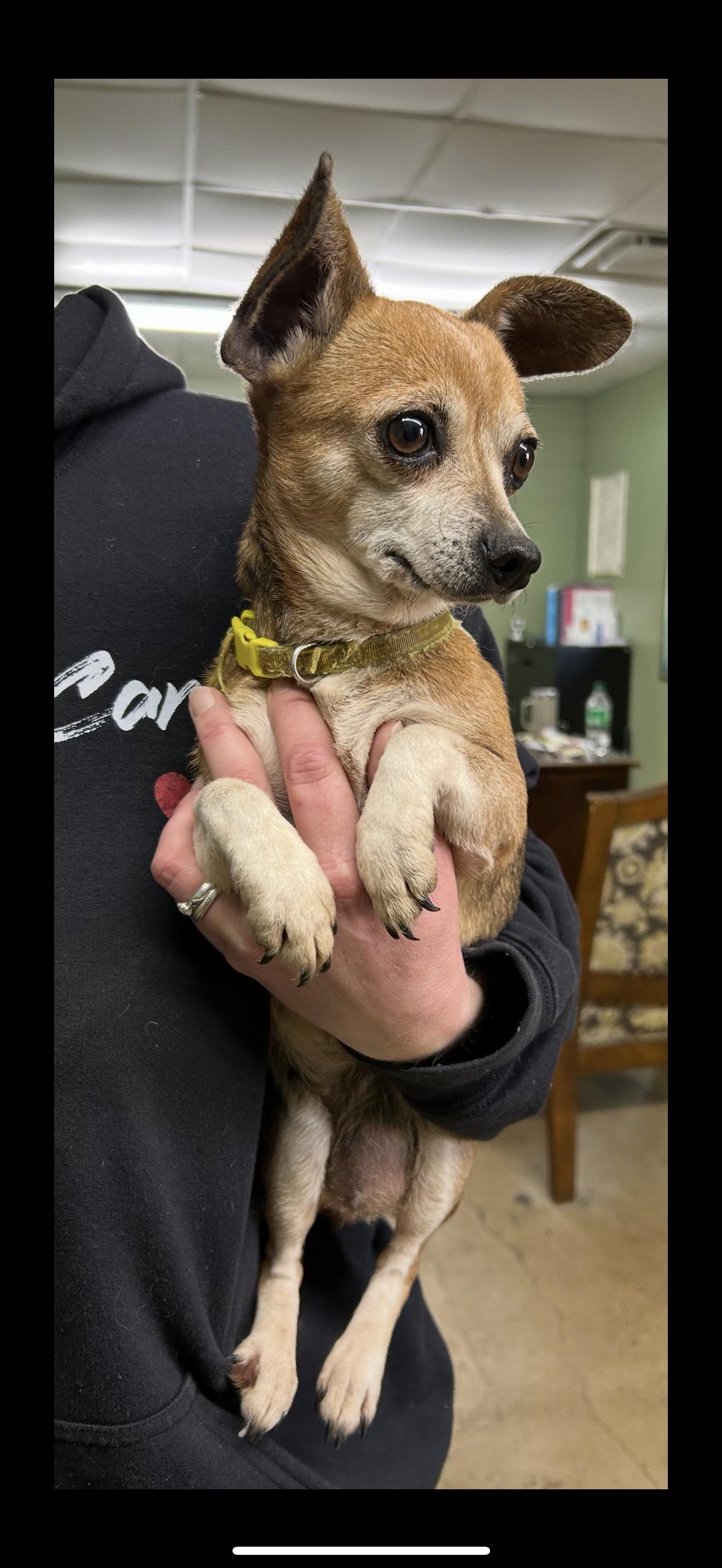 JOLENE, adopted, Adult Female Chihuahua.