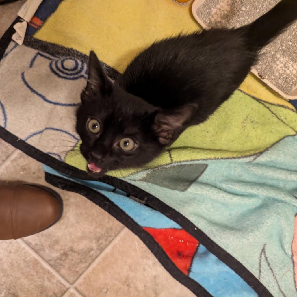 Eddie Brock, Adoptable, Kitten Male Domestic Short Hair.