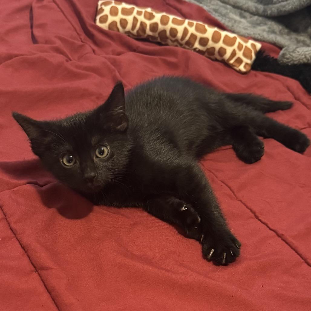 Enlarge Eddie Brock, a Adoptable Domestic Short Hair in Talent, OR image 2/4