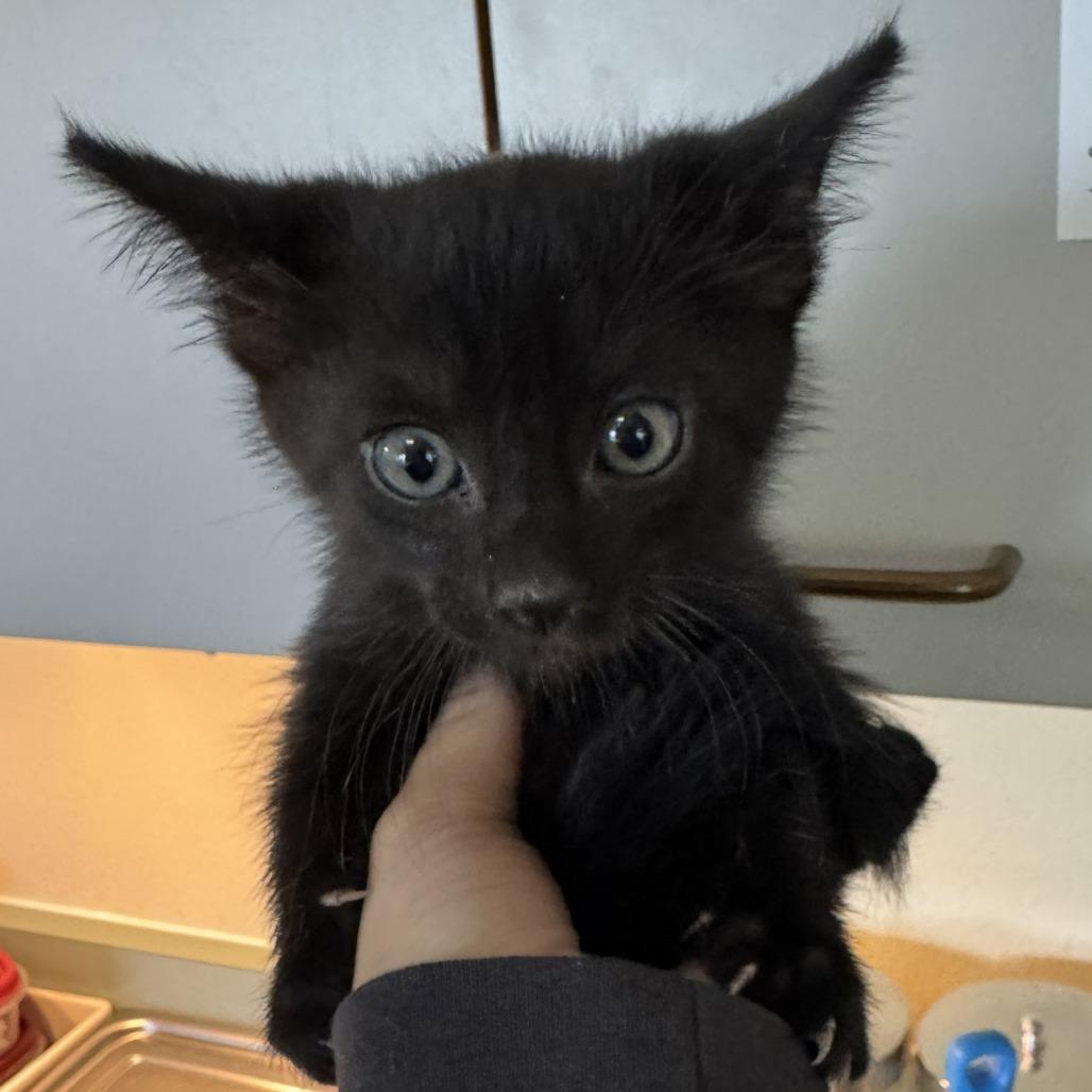 Enlarge Eddie Brock, a Adoptable Domestic Short Hair in Talent, OR image 3/4